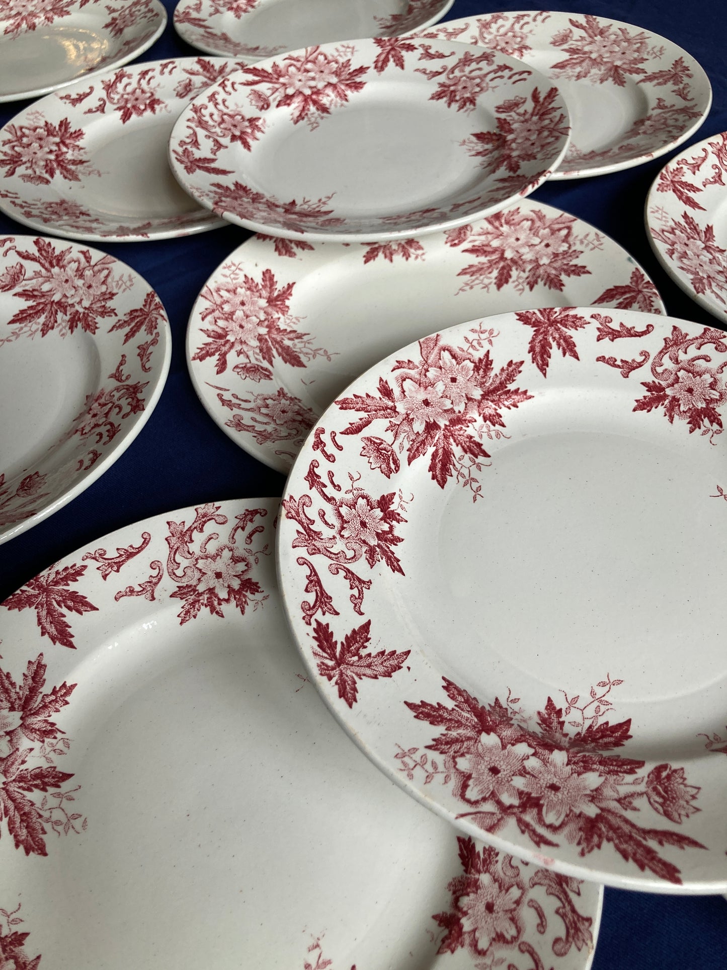 Anémones - 6 Assiettes Plates