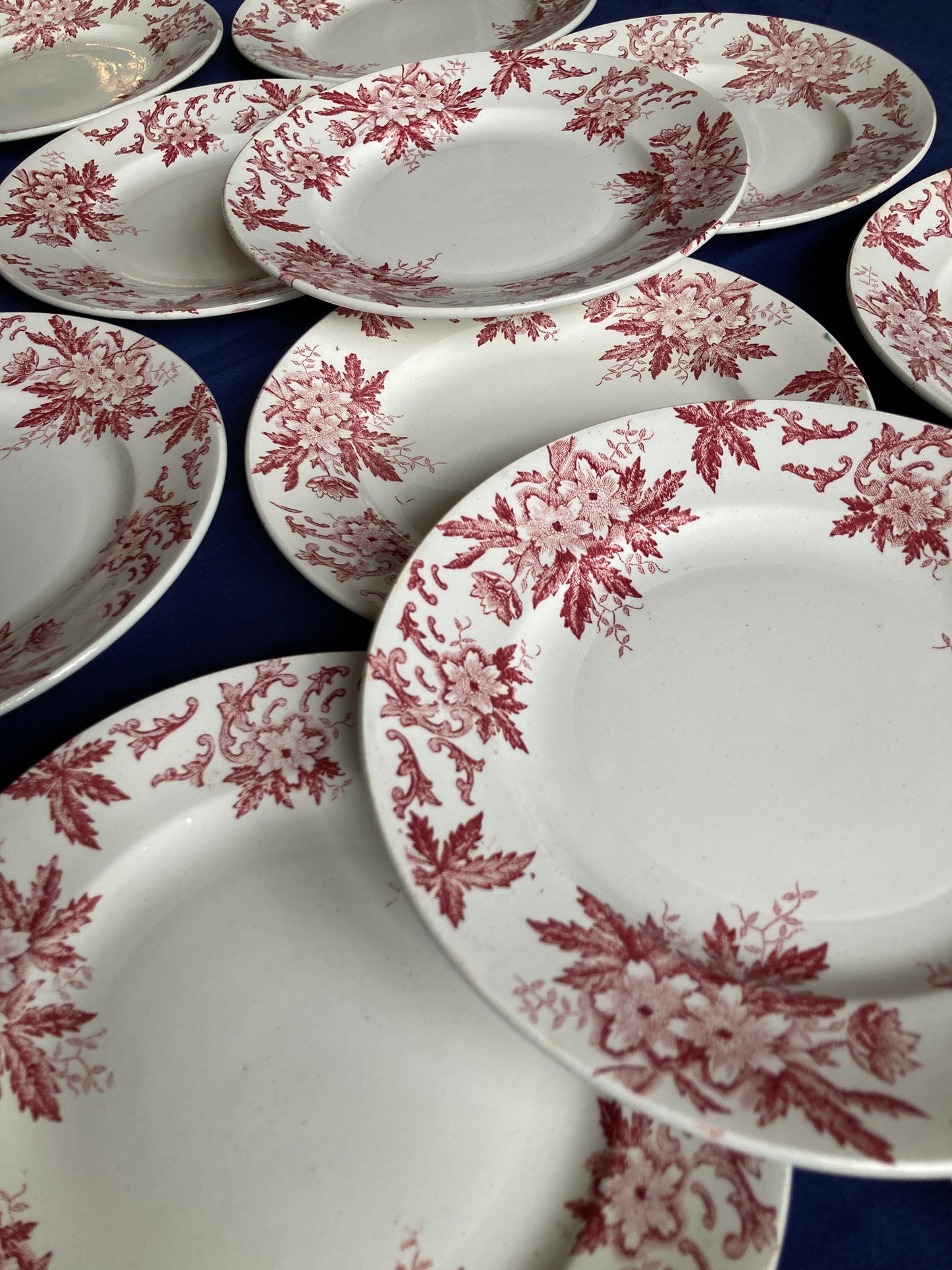 Anémones - 6 Assiettes Plates