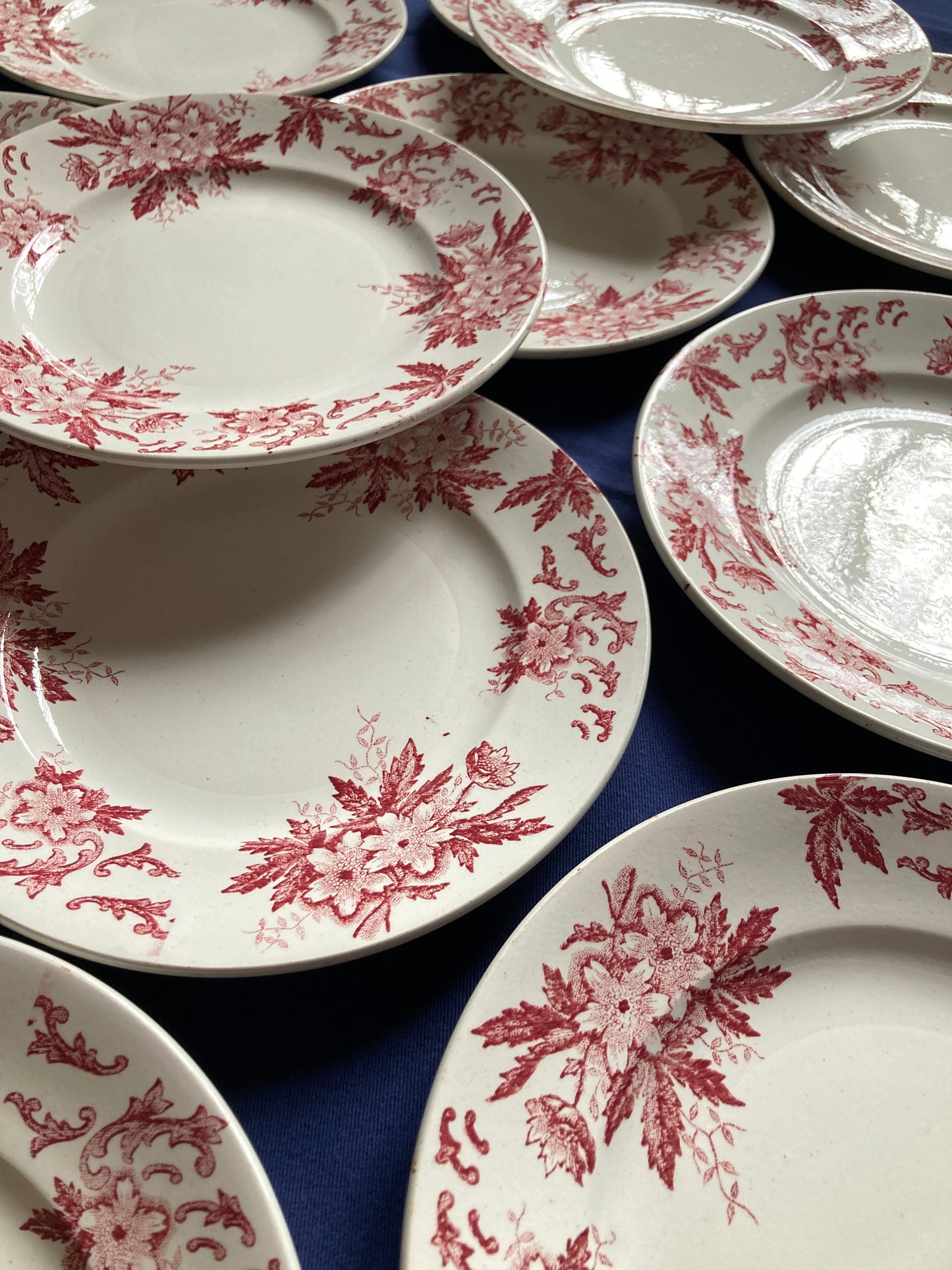 Anémones - 6 Assiettes Plates
