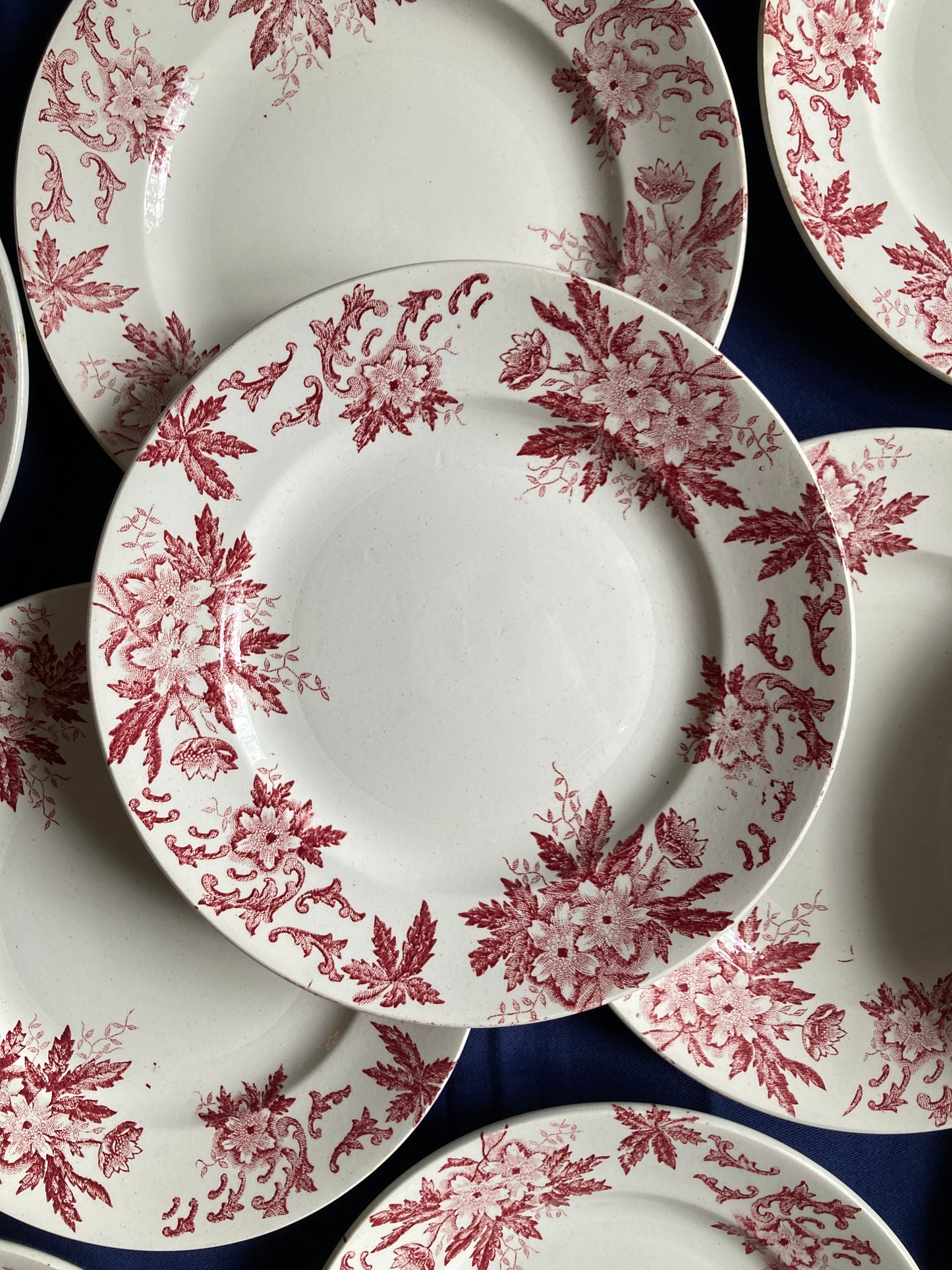 Anémones - 6 Assiettes Plates
