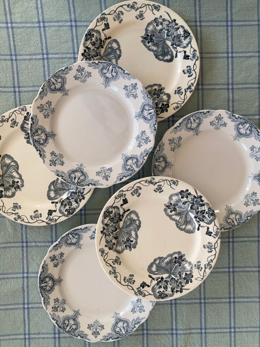 Violettes - 6 Assiettes Plates