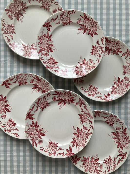 Anémones - 6 Assiettes Plates