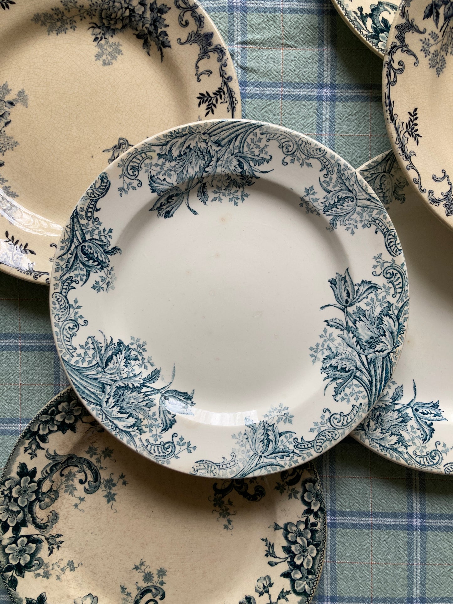 Wild Rose - 6 Assiettes Plates